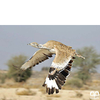 گونه هوبره Macqueenii Bustard